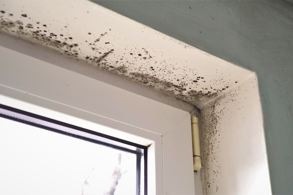 Doorway with mold